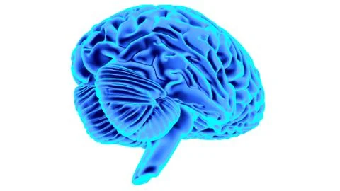 Human brain 3D render Stock Illustration