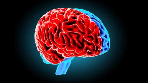 Human brain 3D render 스톡 일러스트