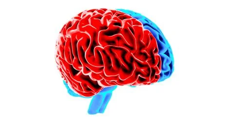 Human brain 3D render Illustrazione stock