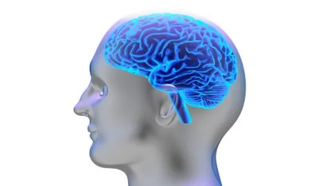 Human brain 3D render Stock Illustration