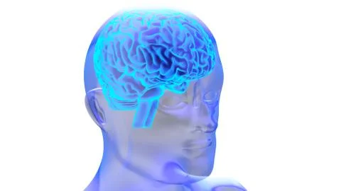 Human brain 3D render Stock Illustration