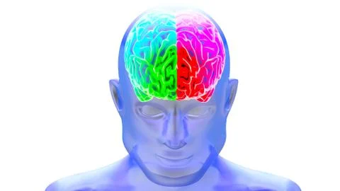 Human brain 3D render Stock Illustration