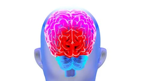 Human brain 3D render Stock Illustration