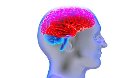 Human brain 3D render Stock-Illustration