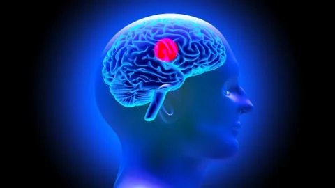 Human brain 3D render Stock Illustration