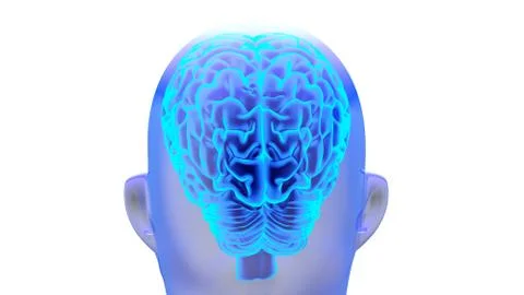 Human brain 3D render Stock Illustration