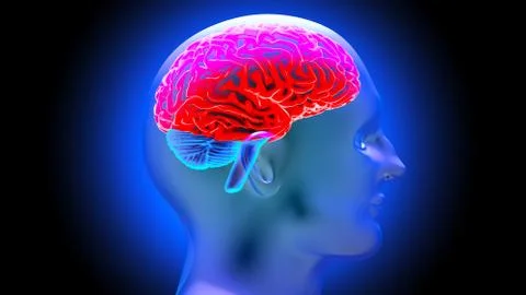 Human brain 3D render Stock Illustration