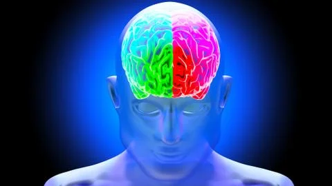 Human brain 3D render Stock Illustration