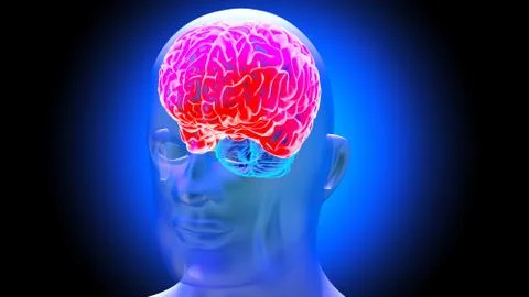 Human brain 3D render Stock Illustration