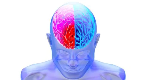 Human brain 3D render Stock Illustration