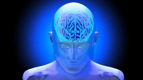 Human brain 3D render Stock-Illustration