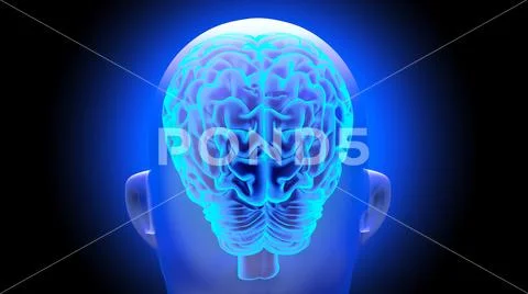 Human brain 3D render Stock Illustration