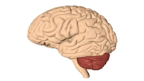 Human brain 3D render Stock-Illustration