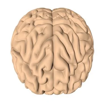 Human brain 3D render Stock Illustration