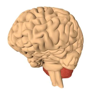Human brain 3D render Stock Illustration