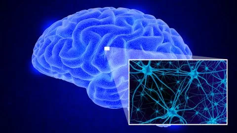 Human brain 3D render Stock Illustration