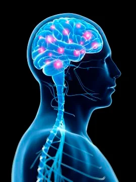 Human brain activity, illustration Stock Illustration