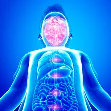 Human brain activity, illustration Stock Illustration
