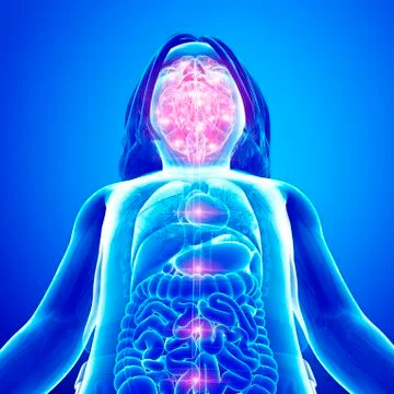 Human brain activity, illustration Stock Illustration