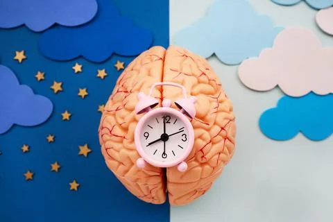 Human brain with alarm clock representing circadian rhythm Foto stock