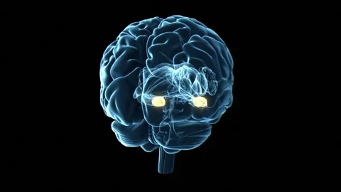 Human brain amygdala, animation Stock Footage 295177400