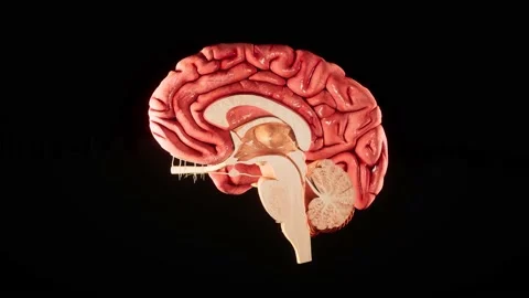 Human Brain Stock Video Footage  Royalty Free Human Brain Videos