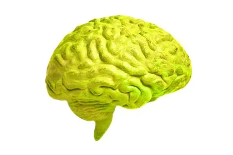 Human brain anatomical model closeup 库存插图