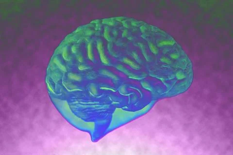 Human brain anatomical model closeup Stock-Illustration