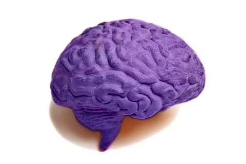 Human brain anatomical model closeup Ilustración de archivo