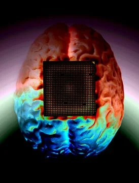 Human brain anatomical model with CPU processor microchip Stock Illustration