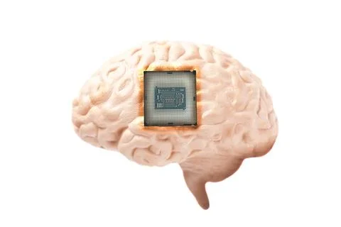 Human brain anatomical model with CPU processor microchip isolated on white b Stock Photos