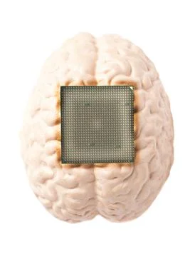 Human brain anatomical model with CPU processor microchip Stock Photos