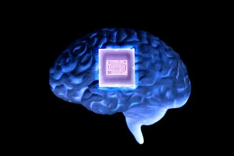 Human brain anatomical model with CPU processor microchip Stock Photos