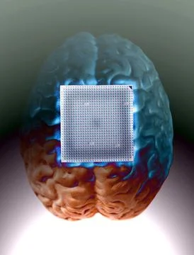 Human brain anatomical model with CPU processor microchip 스톡 사진