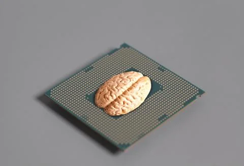 Human brain anatomical model with CPU processor microchip on gray background 스톡 사진