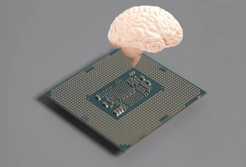 Human brain anatomical model with CPU processor microchip on gray background. Stock Photos