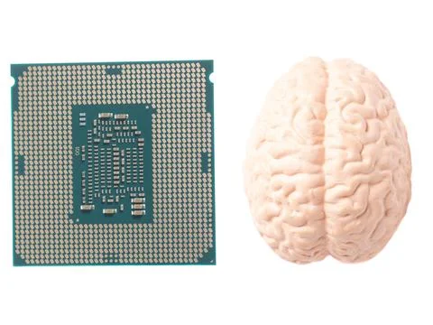 Human brain anatomical model with CPU processor microchip isolated on white.. 스톡 사진