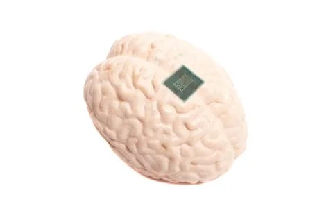 Human brain anatomical model with CPU processor microchip Stock Photos
