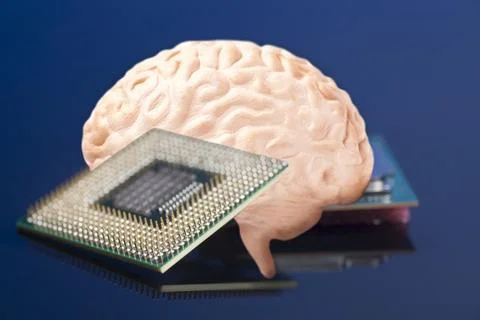 Human brain anatomical model with CPU processor microchip Stock Photos
