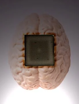Human brain anatomical model with CPU processor microchip 스톡 사진
