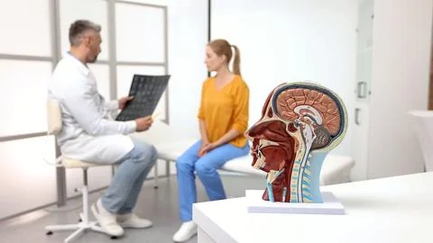 Human brain anatomical model on doctor's table over background doctors analyz Fotos de archivo