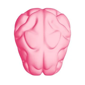 Human brain Anatomical Model. Stock Illustration