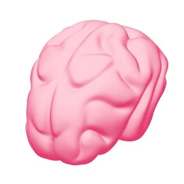 Human brain Anatomical Model. 库存插图