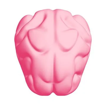 Human brain Anatomical Model. Ilustración de archivo