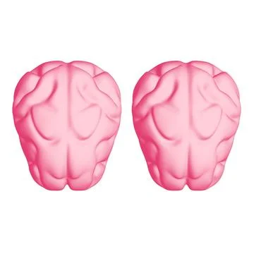 Human brain Anatomical Model. Ilustración de archivo