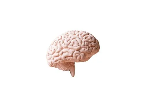 Human brain Anatomical Model isolated on white background Foto stock