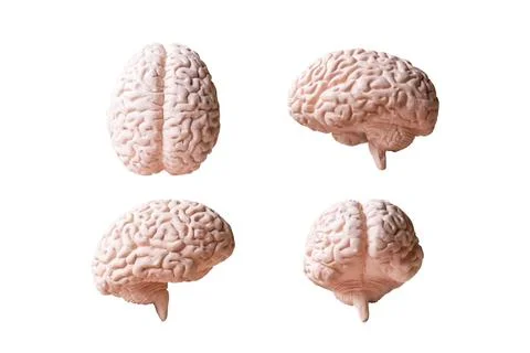 Human brain Anatomical Model isolated on white background Foto stock