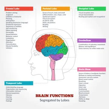 Human brain anatomy and functions Stock Illustration