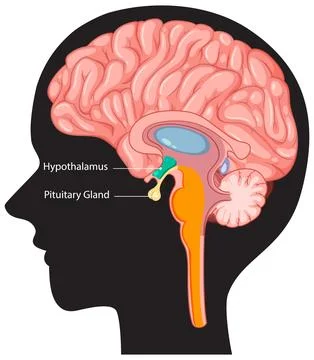 Human Brain Anatomy and Functions Illustrazione stock