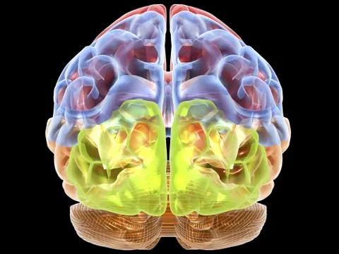 Human brain anatomy, artwork Stock-Illustration